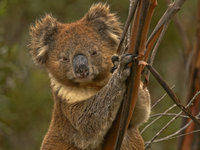 Australia 2011 [ 335 images ]